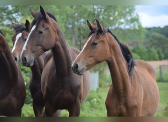 Danish Warmblood, Mare, 2 years, 16,2 hh, Brown-Light