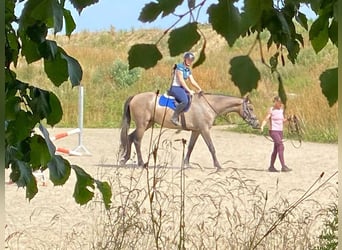 Danish Warmblood, Mare, 3 years, 16,1 hh, Grey