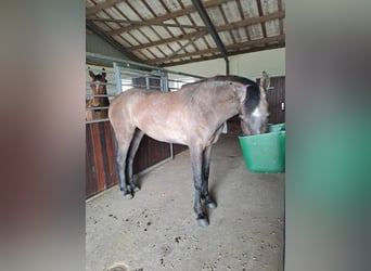Danish Warmblood, Mare, 3 years, 16,1 hh, Grey