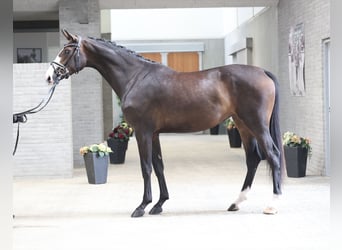 Danish Warmblood, Mare, 3 years, 16,2 hh, Brown