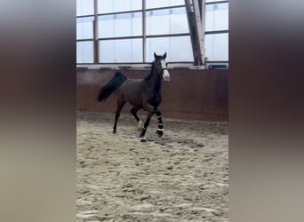 Danish Warmblood, Mare, 3 years, 16,3 hh, Brown