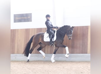 Danish Warmblood, Mare, 4 years, 16.1 hh, Brown