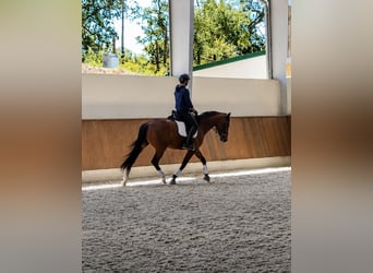 Danish Warmblood, Mare, 4 years, 16.1 hh, Brown