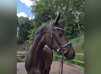 Danish Warmblood, Mare, 4 years, 16 hh, Bay-Dark