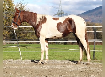 Danish Warmblood, Mare, 4 years, 16 hh, Pinto