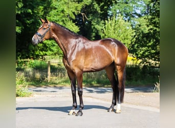 Danish Warmblood, Mare, 4 years, 17 hh, Bay-Dark