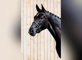 Danish Warmblood, Mare, 4 years, 17 hh, Black