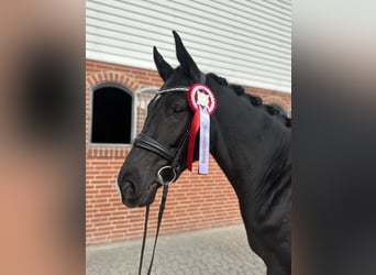 Danish Warmblood, Mare, 4 years, 17 hh, Black