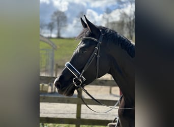 Danish Warmblood, Mare, 4 years, 17 hh, Black