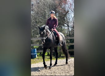 Dänisches Warmblut, Stute, 4 Jahre, 17 hh, Rappe