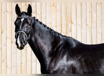 Danish Warmblood, Mare, 4 years, 17 hh, Black