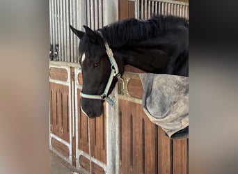 Danish Warmblood, Mare, 4 years, 17 hh, Black