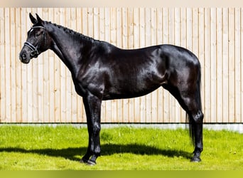 Danish Warmblood, Mare, 4 years, 17 hh, Black