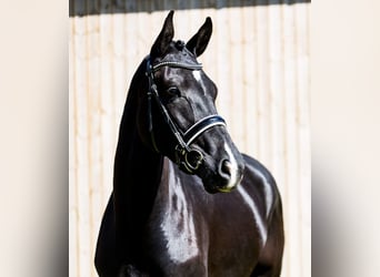 Danish Warmblood, Mare, 4 years, 17 hh, Black