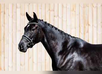 Danish Warmblood, Mare, 4 years, 17 hh, Black