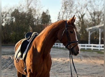 Danish Warmblood, Mare, 4 years, Chestnut
