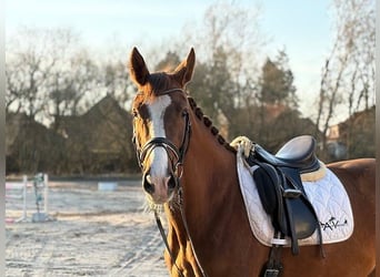 Danish Warmblood, Mare, 4 years, Chestnut