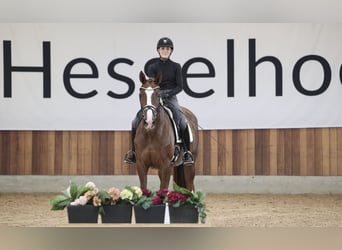 Danish Warmblood, Mare, 4 years, Chestnut-Red