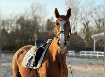 Danish Warmblood, Mare, 4 years, Chestnut-Red