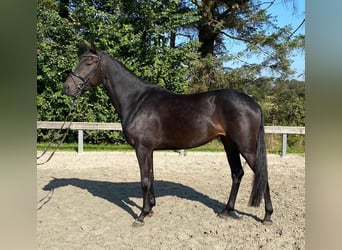 Danish Warmblood, Mare, 5 years, 16,1 hh, Bay-Dark