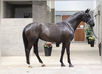 Danish Warmblood, Mare, 5 years, 16.1 hh, Black
