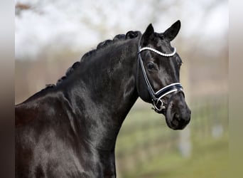 Danish Warmblood, Mare, 5 years, 16.1 hh, Black