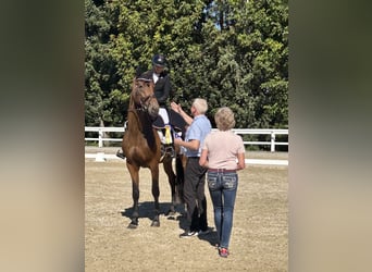Danish Warmblood, Mare, 5 years, 16.3 hh, Brown