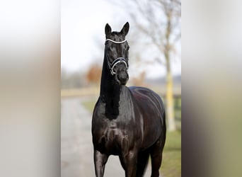 Danish Warmblood, Mare, 5 years, 16,1 hh, Black