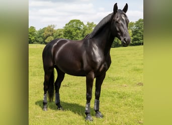 Danish Warmblood, Mare, 5 years, 16,1 hh, Black