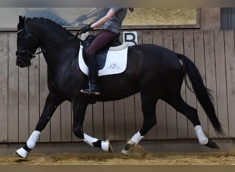 Danish Warmblood, Mare, 5 years, 16,1 hh, Black