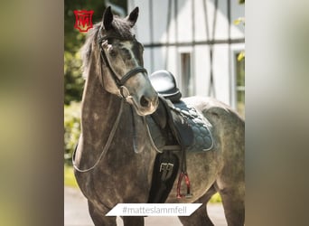 Danish Warmblood, Mare, 5 years, 16,1 hh, Grey
