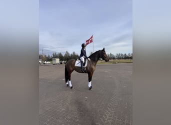 Danish Warmblood, Mare, 5 years, 16,2 hh, Bay
