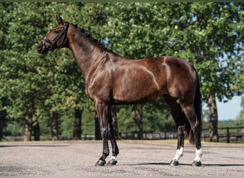 Danish Warmblood, Mare, 6 years, 16.1 hh, Bay-Dark