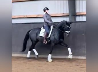 Danish Warmblood, Mare, 6 years, 16.1 hh, Black