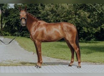 Danish Warmblood, Mare, 6 years, 16,2 hh, Chestnut-Red