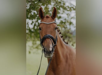 Danish Warmblood, Mare, 6 years, 16.2 hh, Chestnut-Red