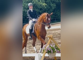 Danish Warmblood, Mare, 6 years, 16.2 hh, Red Dun