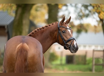 Danish Warmblood, Mare, 6 years, 16,2 hh, Chestnut