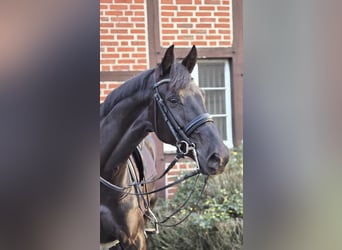 Danish Warmblood, Mare, 6 years, 16,3 hh, Black