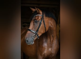 Danish Warmblood, Mare, 6 years, 17 hh, Brown