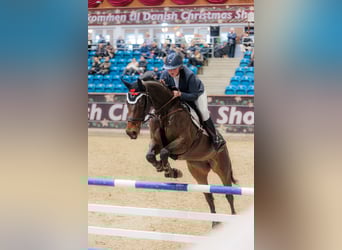 Danish Warmblood, Mare, 7 years, 16.1 hh, Brown