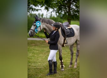 Danish Warmblood, Mare, 7 years, 16.2 hh, Grey