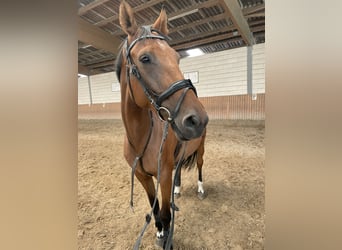 Danish Warmblood, Mare, 7 years, 16,2 hh