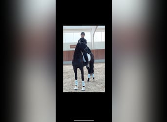 Danish Warmblood, Mare, 7 years, 17 hh, Black