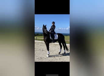 Danish Warmblood, Mare, 7 years, 17 hh, Black