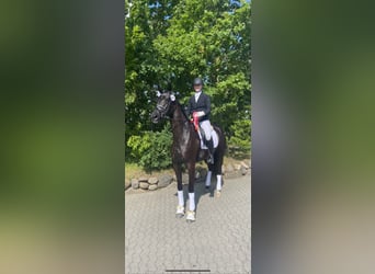 Danish Warmblood, Mare, 7 years, 17 hh, Black