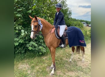 Danish Warmblood, Mare, 8 years, 15.3 hh, Chestnut-Red