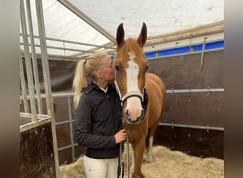 Danish Warmblood, Mare, 8 years, 15.3 hh, Chestnut-Red
