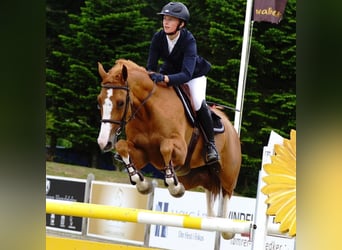 Danish Warmblood, Mare, 8 years, 15.3 hh, Chestnut-Red
