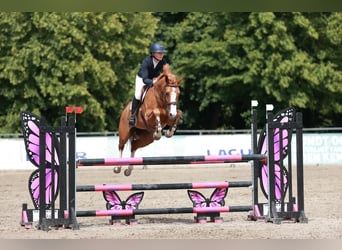 Danish Warmblood, Mare, 8 years, 15.3 hh, Chestnut-Red